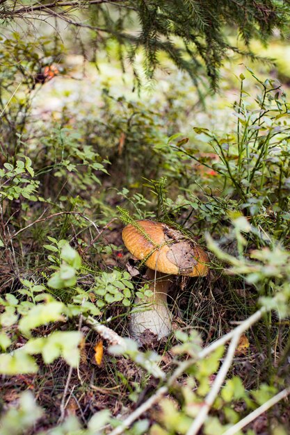 Foto cep o setas boletus que crecen en un exuberante musgo verde en un bosque boletus edulis