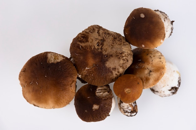 Cepes, bosque, salvaje, setas, Boletus edulis, sobre un fondo blanco. Copie el espacio.