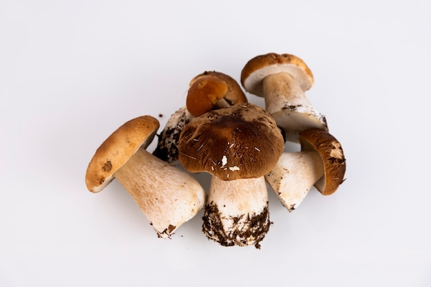 Cepes, floresta, selvagem, cogumelos, boletus edulis, sobre um fundo branco. copie o espaço.