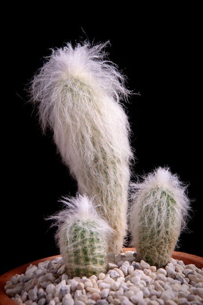 Cephalocereus senilis oder alter haariger Kaktus im Pflanztopf auf schwarzem Hintergrund