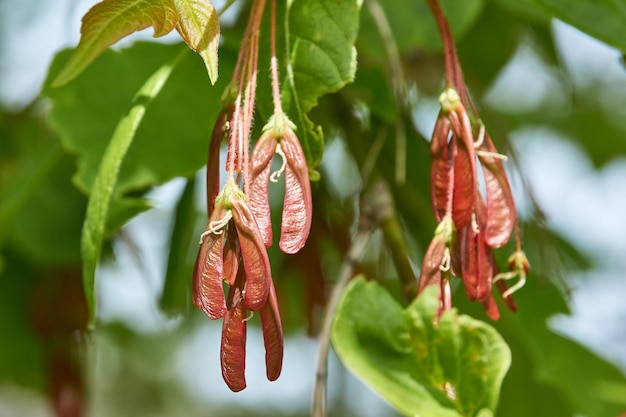 Ácer de folha de cinza ou bordo americano lat Acer negundo O fruto do bordo americano é um peixe-leão