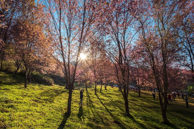 Foto cerasoides do prunus da flor da cereja, flor do tigre gigante em phu lom lo, tailândia.