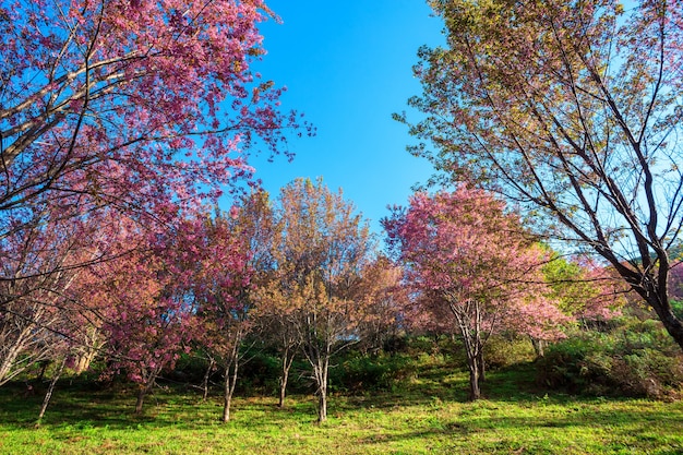 Foto cerasoides del prunus de la flor de la cereza, flor gigante del tigre en phu lom lo, tailandia.