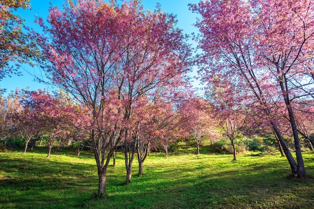 Foto cerasoides del prunus de la flor de la cereza, flor gigante del tigre en phu lom lo, tailandia.