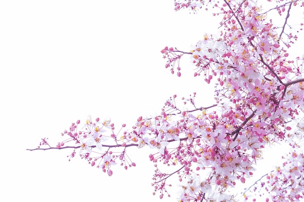 Cerasoides salvajes del Prunus de la cereza del Himalaya que florecen en el fondo blanco