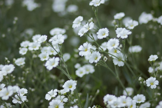 Cerastium biebersteinii flores blancas Grupo de pamplina boreal en flor Pequeñas flores blancas en flor