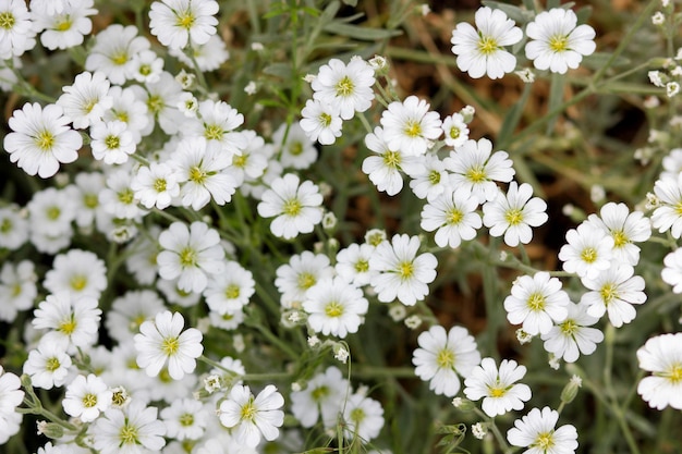 Cerastium biebersteinii flores blancas Grupo de pamplina boreal en flor Pequeñas flores blancas en flor