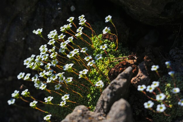 Cerastium gibraltaricum boiss é uma espécie pertencente à família caryophilaceae