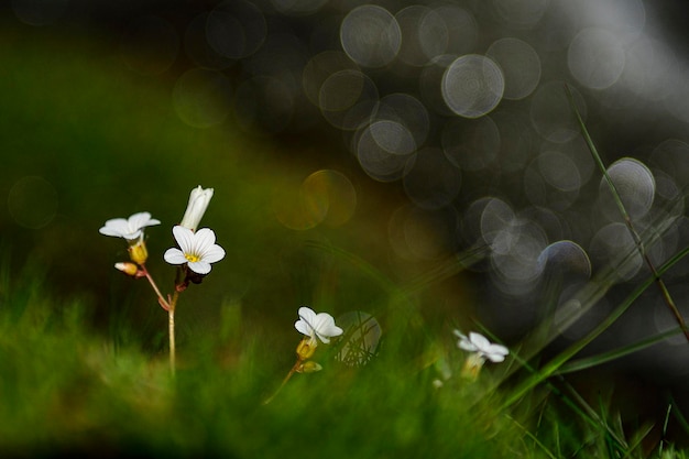 Cerastium gibraltaricum boiss ist eine Art, die zur Familie der Caryophilaceae gehört