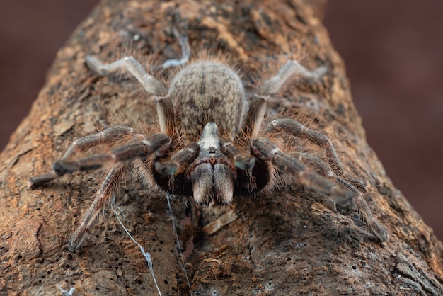 Ceratogyrus darlingi bereit anzugreifen