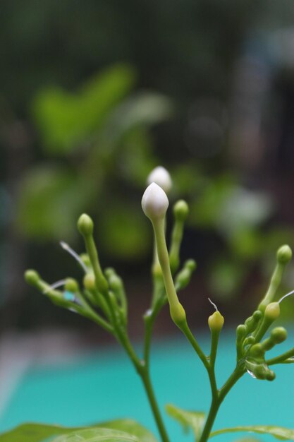 Cerbera jasminoides flor con fondo verde