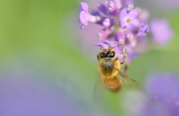 Cerca de una abeja en una flor de lavanda