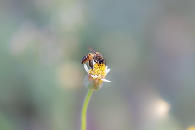 Cerca de una abeja trabajadora en una flor