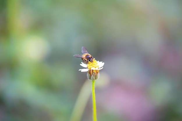Cerca de una abeja trabajadora en una flor