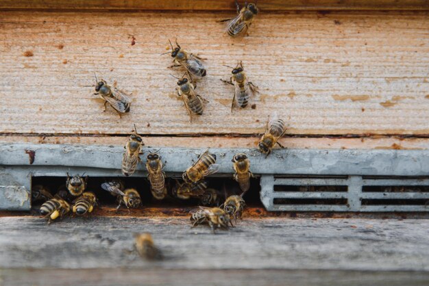 Cerca de abejas voladoras Colmena de madera y abejas