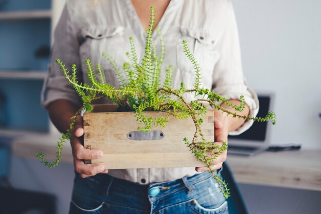 Cerca de la actividad de ocio interior de jardinería doméstica con mujer sosteniendo una canasta con planta verde. Cuidado de la naturaleza y amor por las mujeres. Oficina de la estación de trabajo informática en segundo plano.