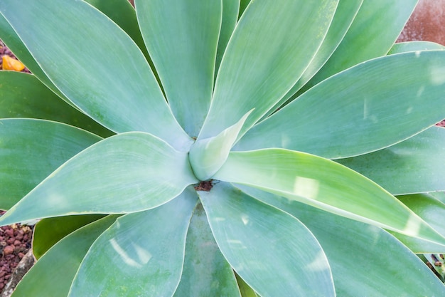 Cerca de agave verde