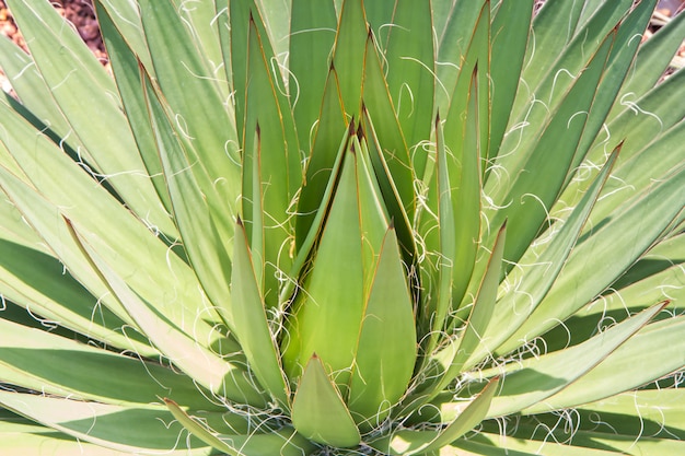 Cerca de agave verde