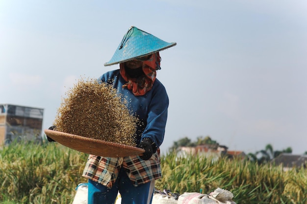 Cerca de una agricultora asiática cosechando arroz en el campo El agricultor tamizando arroz durante la ha