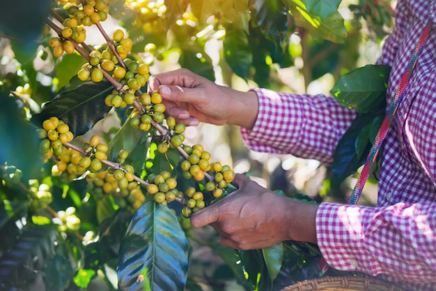 Cerca de, los agricultores están recolectando granos de café arábica que están maduros en la planta, rama de bayas rojas, agricultura industrial en árboles en el norte de Tailandia