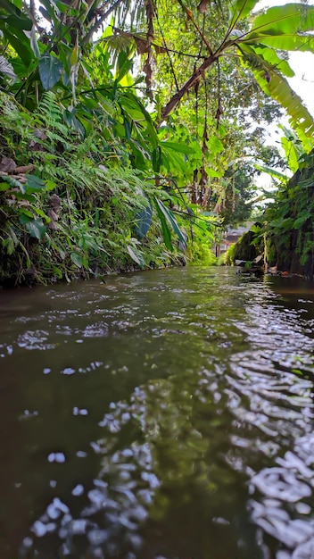 cerca del agua de riego con hierba verde