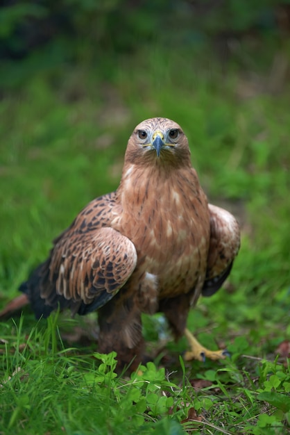 Cerca de águila en la hierba en el bosque