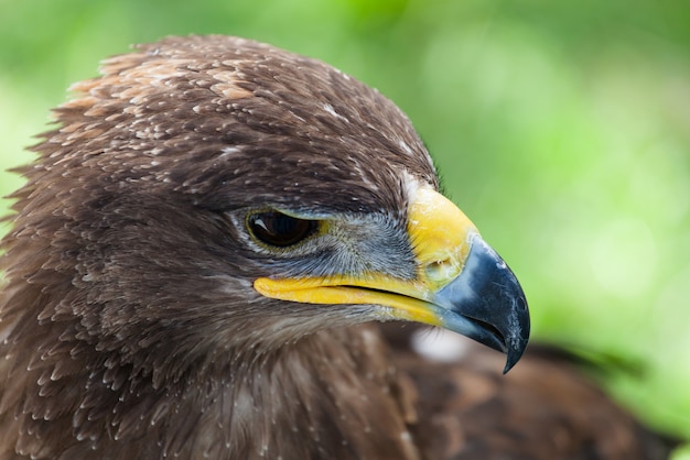 Cerca del águila real