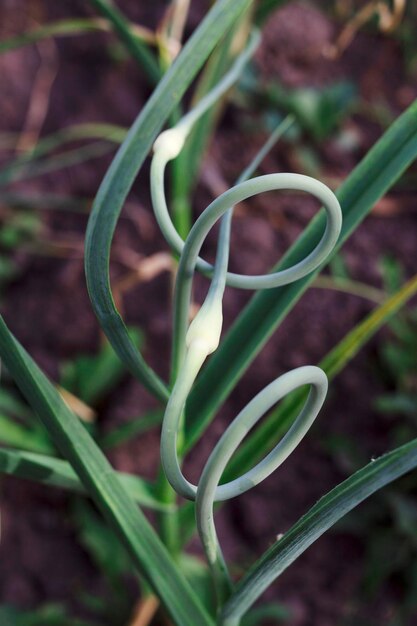 Cerca de un ajo flores en el jardín.