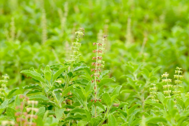 Cerca de albahaca tailandesa o albahaca dulce en el jardín