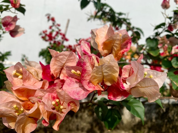 Foto cerca de algunas flores de papel rosa