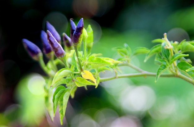 Cerca de algunos chiles frescos en la planta