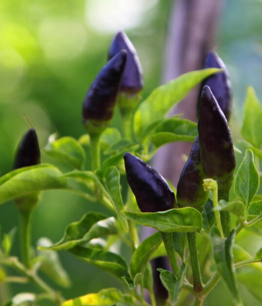 Cerca de algunos chiles frescos en la planta