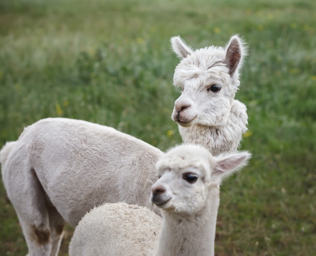 Cerca de alpaca en la granja