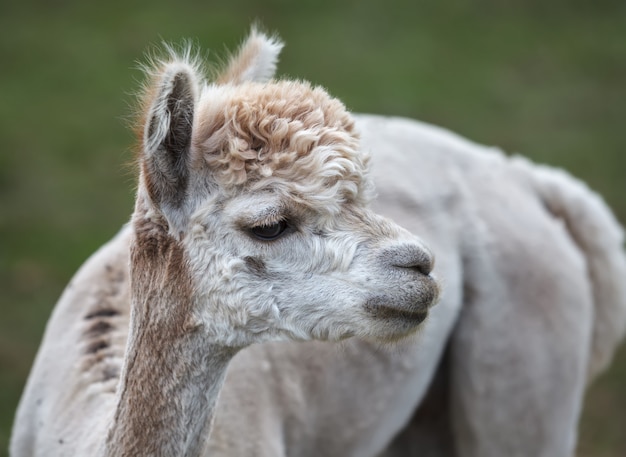 Cerca de alpaca en la granja