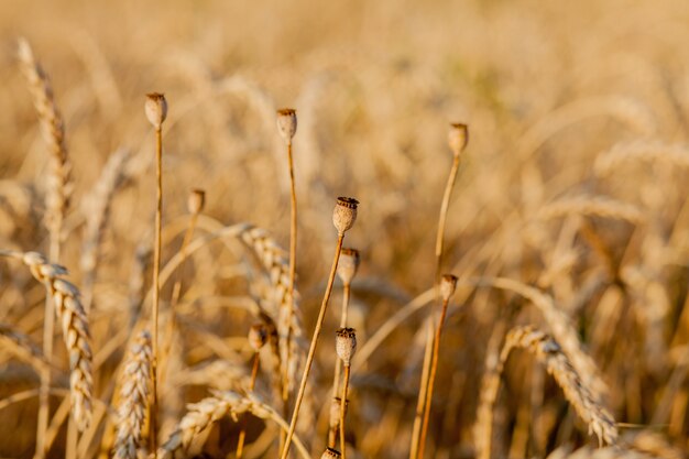 Cerca de amapola en campo de trigo amarillo.