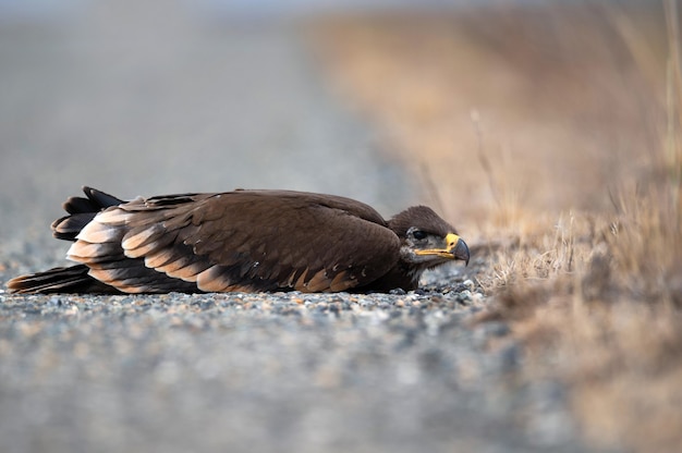 Cerca de anidamiento águila de estepa o Aquila tumbado en el césped