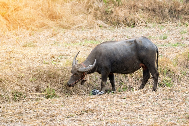 Cerca de animal búfalo en el campo