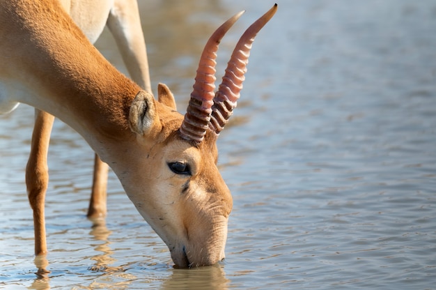 Cerca de antílope saiga macho o Saiga tatarica bebe agua