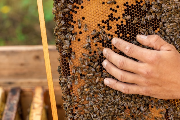 Cerca del apicultor sosteniendo un panal lleno de abejas