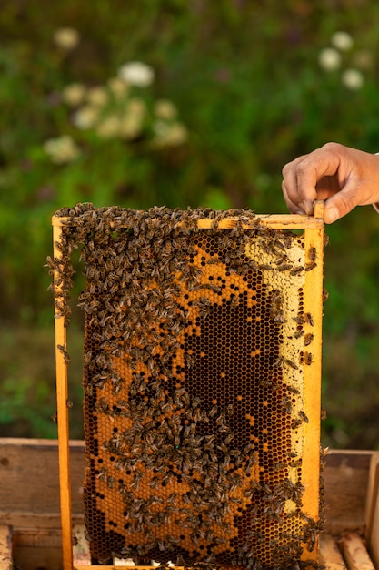 Foto cerca del apicultor sosteniendo un panal lleno de abejas