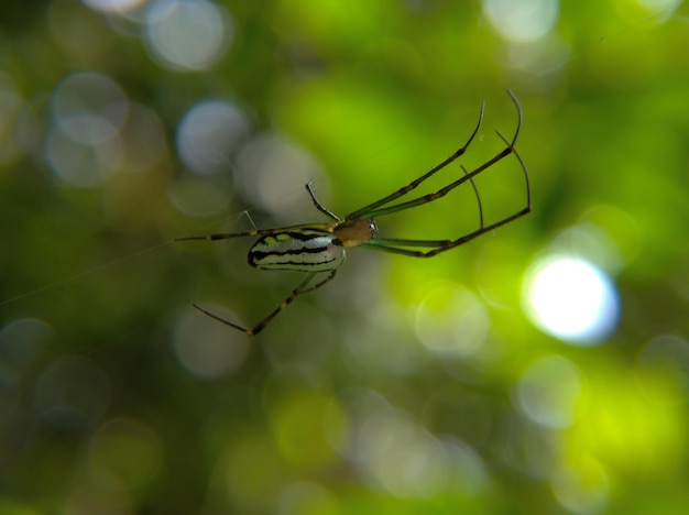 Cerca de una araña en su web