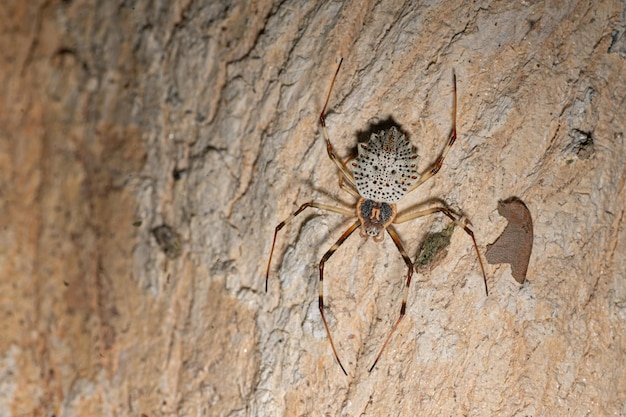 Cerca de las arañas saltan sobre los árboles en la naturaleza