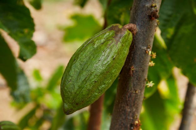 Cerca del árbol del cacao con frutos verdes Las mazorcas de cacao crecen en el árbol copia espacio para texto