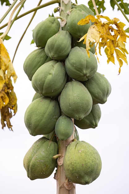 Cerca del árbol de papaya con frutos de la especie Carica papaya