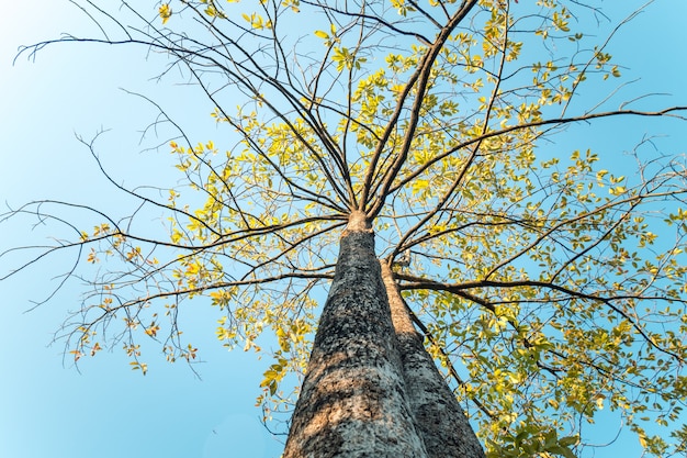 cerca del árbol viejo