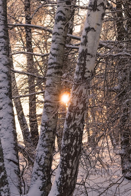 Cerca de árboles helados en invierno