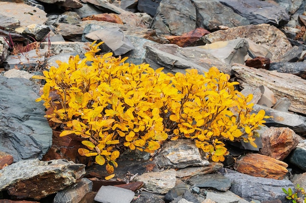 Cerca del arbusto de abedul enano amarillo crece sobre las piedras en otoño