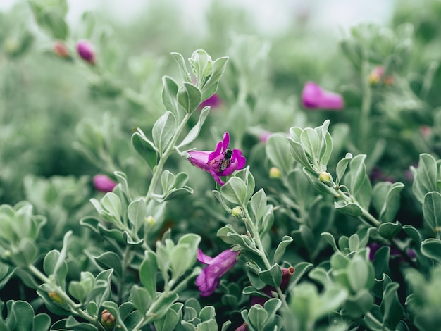 Cerca de arbusto de terciopelo verde con pequeñas flores púrpuras.