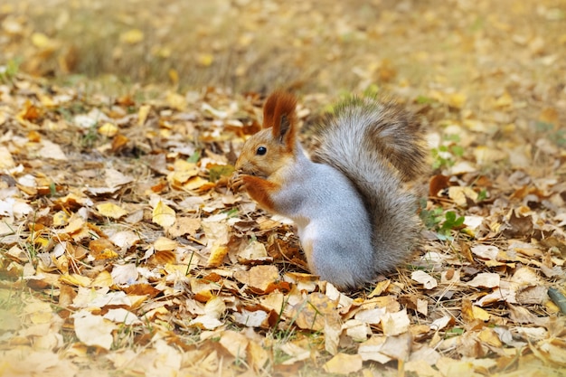 Cerca de ardilla en hojas de otoño en la naturaleza