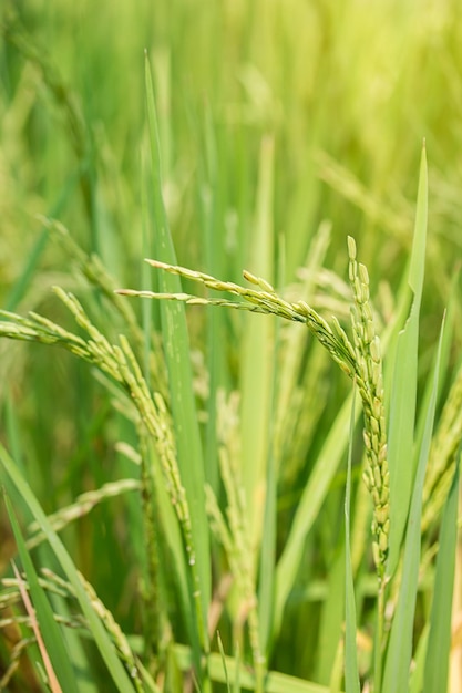 Cerca de arroz paddy verde